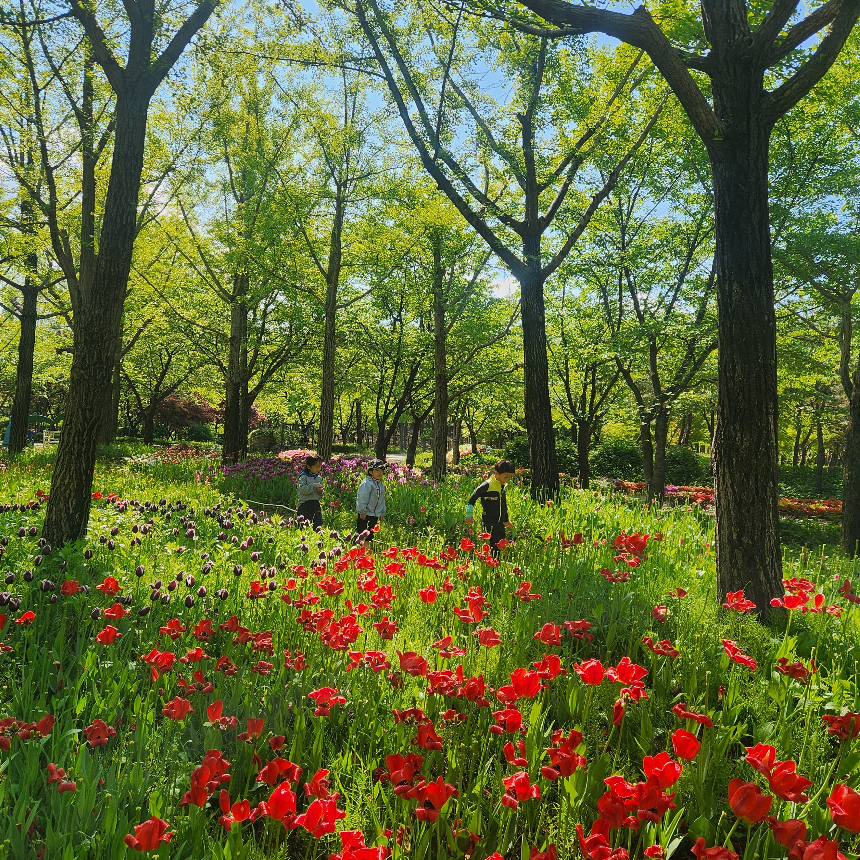 튤립이 흐드러진 봄길을 거니는 모습